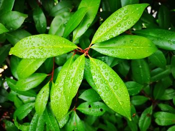 Close-up of raindrops on leaves