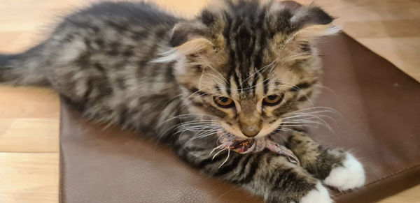 High angle view of tabby kitten