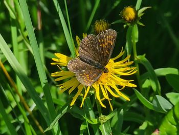 Close-up of butterfly pollinating on flower