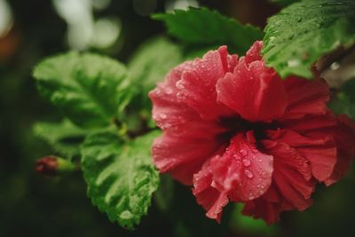 Close-up of red rose flower