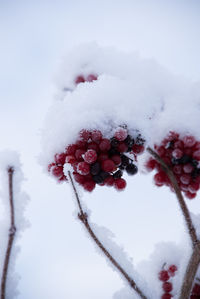 Close-up of frozen plant