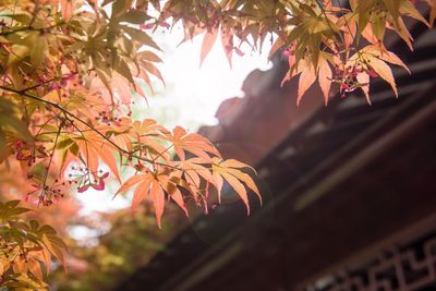 Low angle view of maple tree during autumn