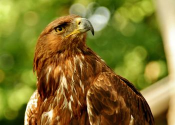 Close-up of eagle against blurred background