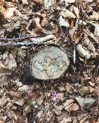 High angle view of dry leaves on field