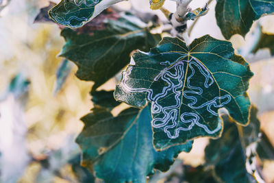 Close-up of frozen plant leaves during winter