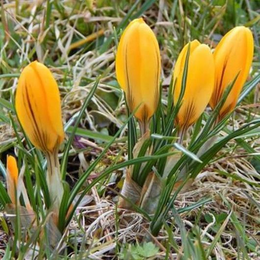 flower, freshness, growth, fragility, tulip, petal, yellow, field, beauty in nature, plant, nature, flower head, orange color, blooming, close-up, green color, stem, grass, outdoors, no people