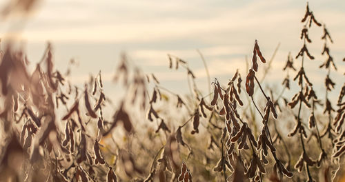 Close-up of stalks in field against sky