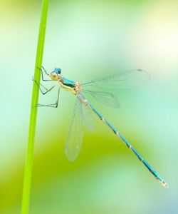 Close-up of dragonfly