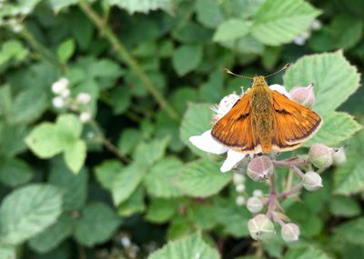 Close-up of butterfly pollinating on flower