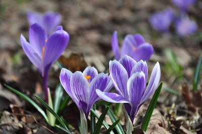 Close-up of purple crocus flowers on field