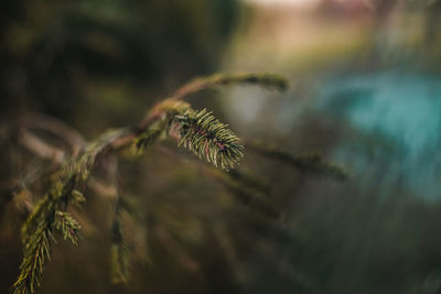 Close-up of pine tree
