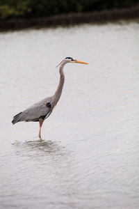 Wading great blue heron ardea herodias in an estuary before tigertail beach in marco island, florida