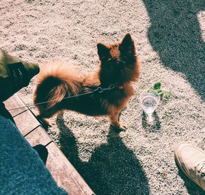 High angle view of dog standing on sand