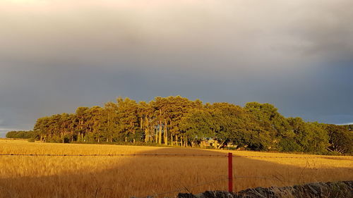 Trees on field against sky