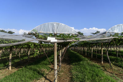 Scenic view of vineyard against blue sky