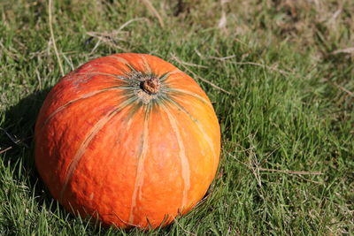 Close-up of pumpkin on field