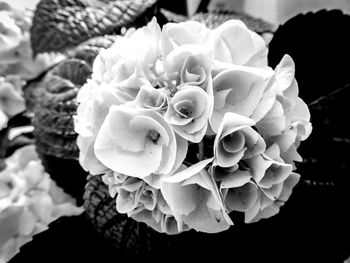 Close-up of flowers blooming outdoors