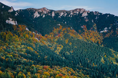 Scenic view of pine trees and mountains against sky