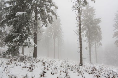 Trees on snow covered field during winter