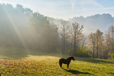 Horse standing on grassy field against sky