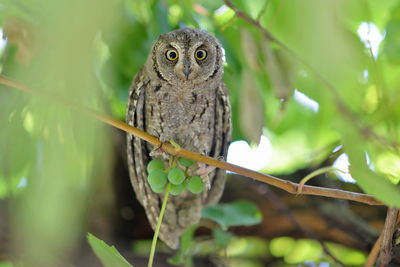 Portrait of owl perching on tree