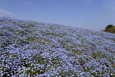 Close-up of fresh white flower plants on snow covered field against sky