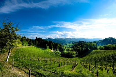 Scenic view of agricultural field against sky