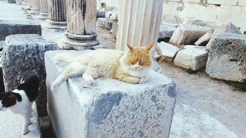 Portrait of a cat resting