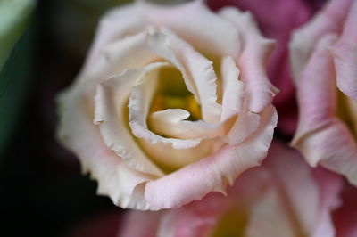 Close-up of rose flower