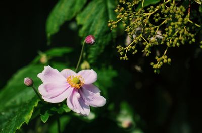 Close-up of pink flowers blooming outdoors