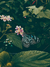 Close-up of butterfly on purple flowering plant