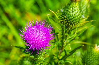 Close-up of purple thistle flower