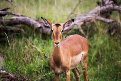 Deer standing on field