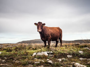 Horse standing in field