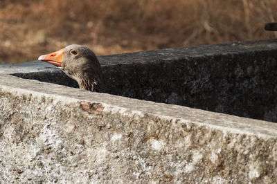 Close-up of bird perching on wood