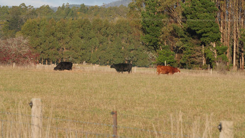 View of sheep on field