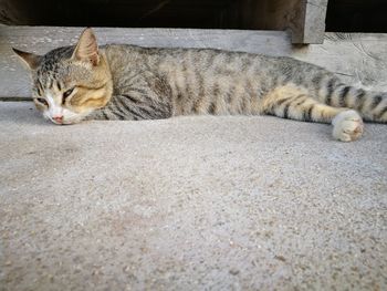 Cat lying on floor