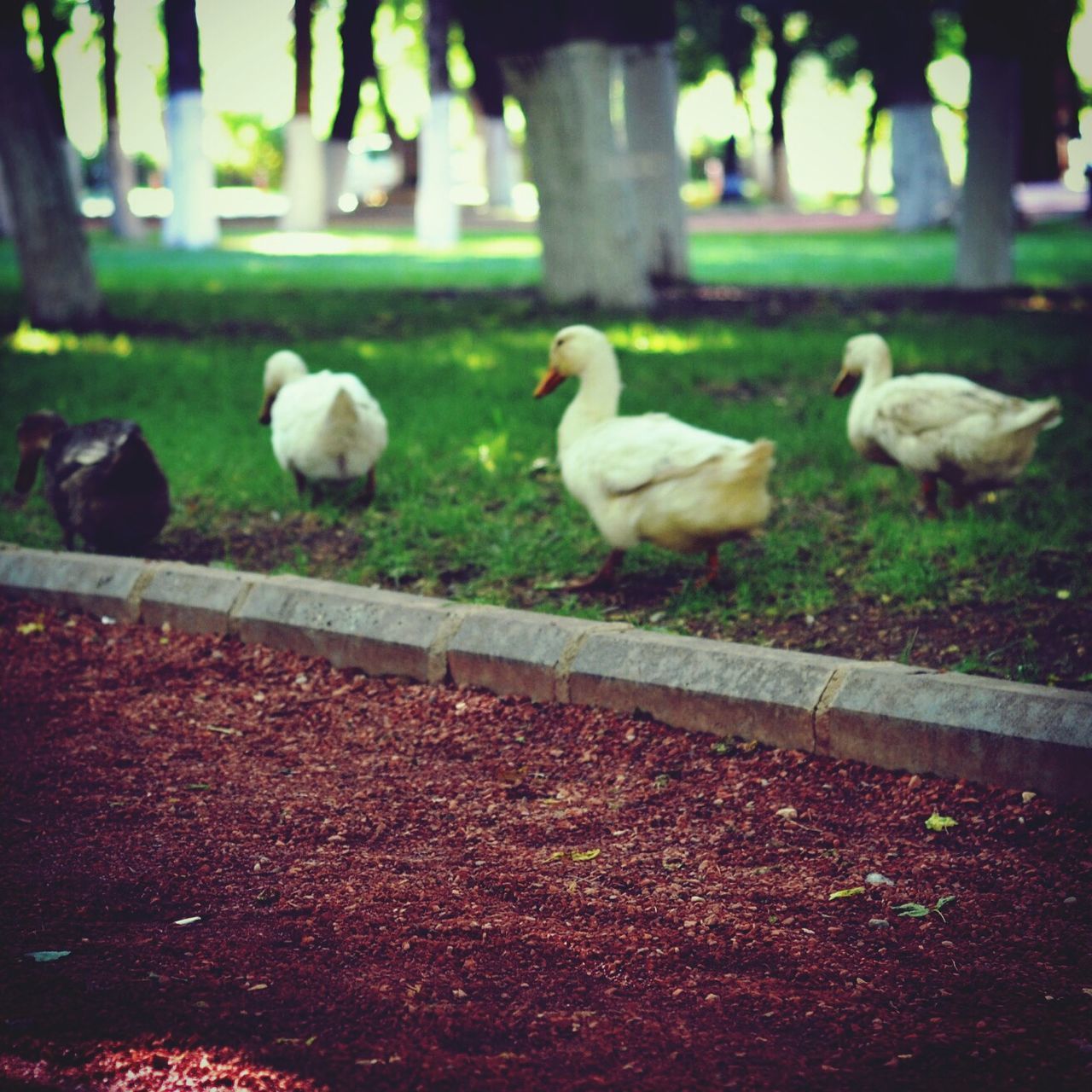 animal themes, bird, wildlife, animals in the wild, togetherness, duck, medium group of animals, nature, outdoors, flock of birds, young animal, grass, pigeon, high angle view, day, two animals, three animals, field, sunlight