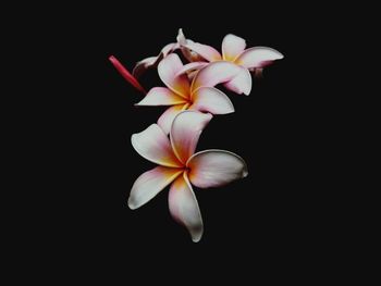 Close-up of frangipani flowers against black background