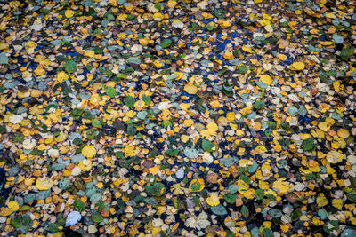 High angle view of leaves floating on yellow flowers