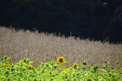 Close-up of flowers growing in field