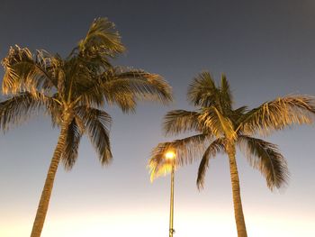 Low angle view of palm trees against clear sky