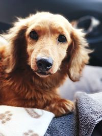 Close-up portrait of dog relaxing on chair