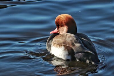 Close-up of duck swimming in lake