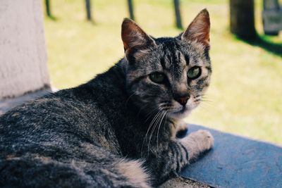 Close-up portrait of cat