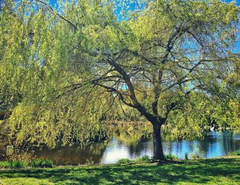 Trees by lake against sky