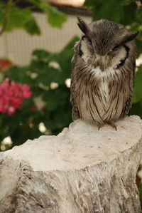 Close-up of owl perching outdoors