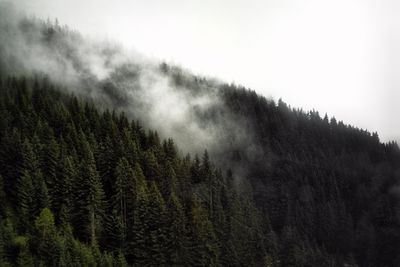 Scenic view of forest against sky