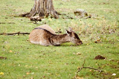 View of deer on tree trunk