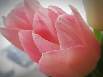 Close-up of pink rose